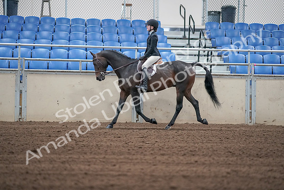 2019 Morgan Horse Show - Sept 01, 2019 - 03711
