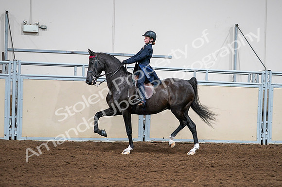 2020 - AB Morgan Horse - Fri, Sept 04 - 03018