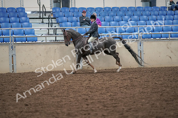 2019 Morgan Horse Show - Aug 30, 2019 - 20492