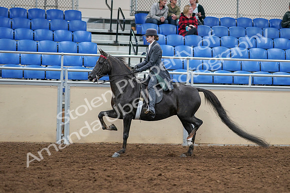 2020 - AB Morgan Horse - Sat, Sept 05 - 13731