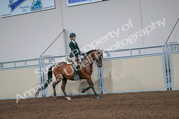 2020 - AB Morgan Horse - Fri, Sept 04 - 06003