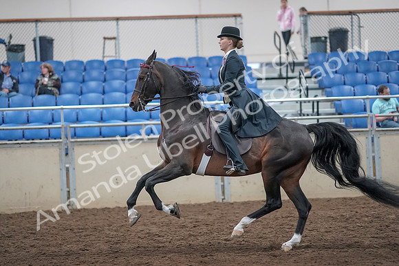 2019 Morgan Horse Show - Aug 31, 2019 - 08826