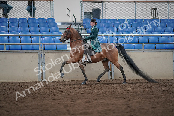 2019 Morgan Horse Show - Sept 01, 2019 - 13222