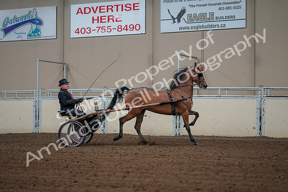 2019 Morgan Horse Show - Aug 30, 2019 - 13428