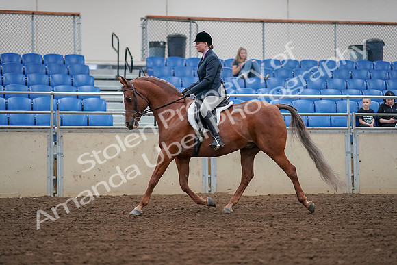 2019 Morgan Horse Show - Aug 30, 2019 - 16006