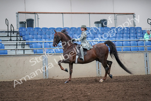 2019 Morgan Horse Show - Aug 30, 2019 - 17786