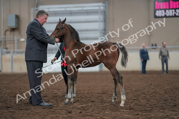 2019 Morgan Horse Show - Aug 31, 2019 - 00401