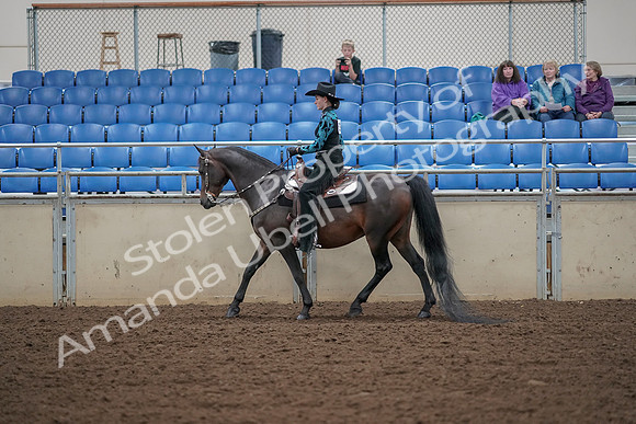 2019 Morgan Horse Show - Aug 30, 2019 - 25901