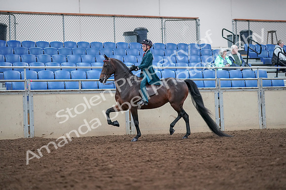 2019 Morgan Horse Show - Aug 30, 2019 - 17889