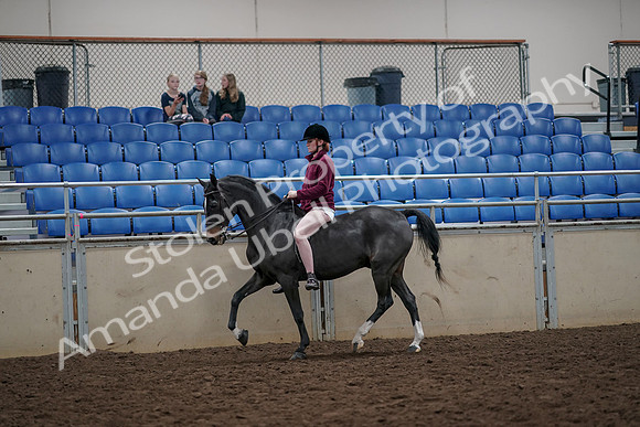 2019 Morgan Horse Show - Aug 30, 2019 - 31135