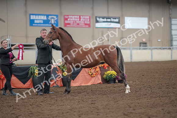 2019 Morgan Horse Show - Aug 30, 2019 - 25664