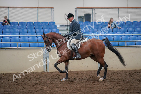 2019 Morgan Horse Show - Aug 30, 2019 - 16133