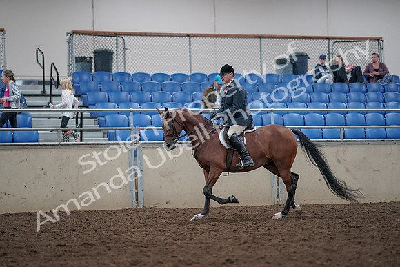 2019 Morgan Horse Show - Aug 31, 2019 - 14952