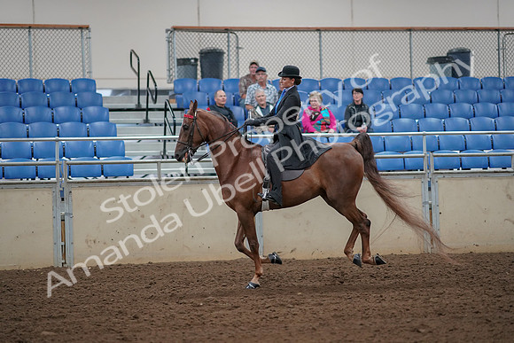 2019 Morgan Horse Show - Aug 30, 2019 - 25193