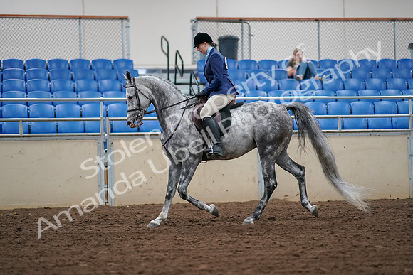 2019 Morgan Horse Show - Aug 30, 2019 - 16053