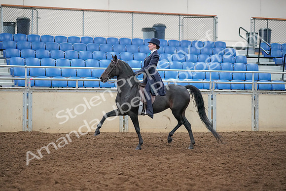 2019 Morgan Horse Show - Aug 30, 2019 - 12170