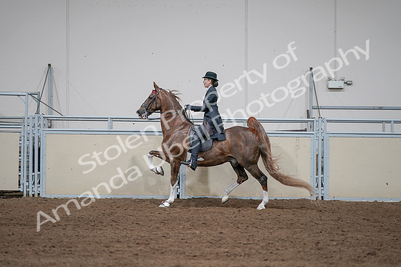2020 - AB Morgan Horse - Fri, Sept 04 - 09626
