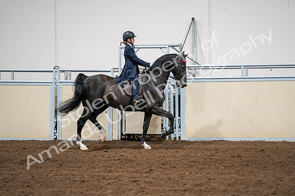 2020 - AB Morgan Horse - Fri, Sept 04 - 03081