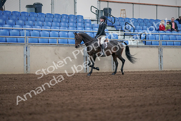 2019 Morgan Horse Show - Sept 01, 2019 - 03698