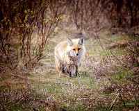 NA Wild Animals - 039