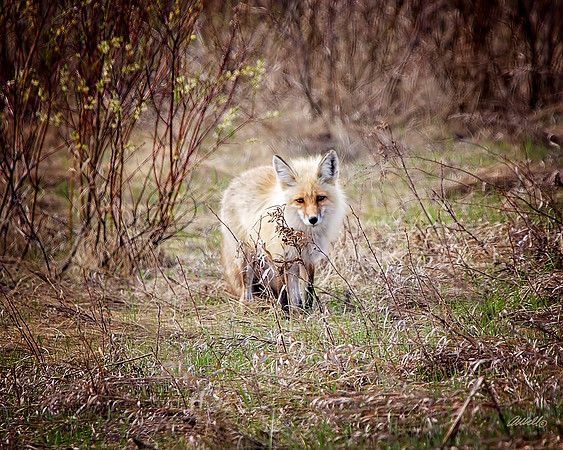 NA Wild Animals - 039