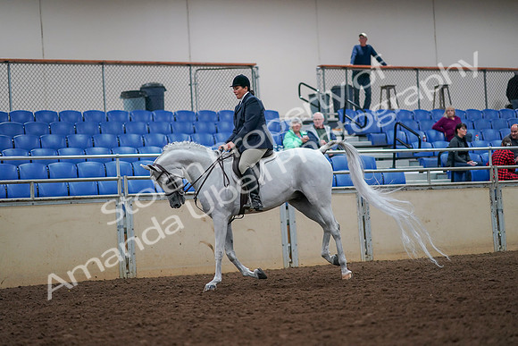 2019 Morgan Horse Show - Aug 30, 2019 - 17400