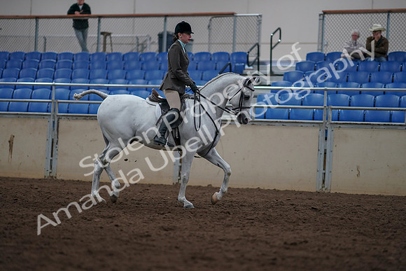 2019 Morgan Horse Show - Sept 01, 2019 - 08870