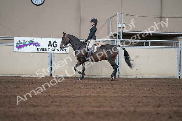 2019 Morgan Horse Show - Sept 01, 2019 - 03681