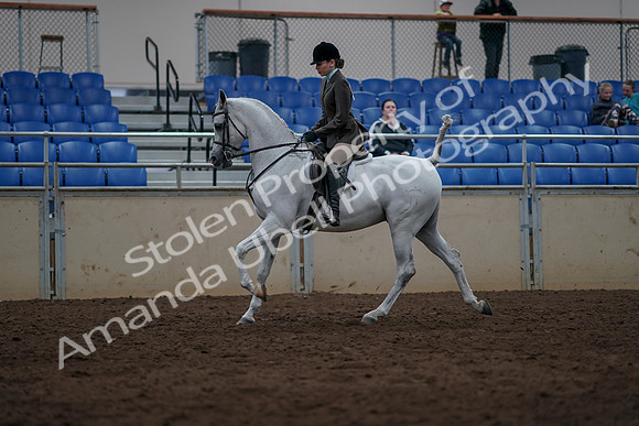 2019 Morgan Horse Show - Sept 01, 2019 - 08642