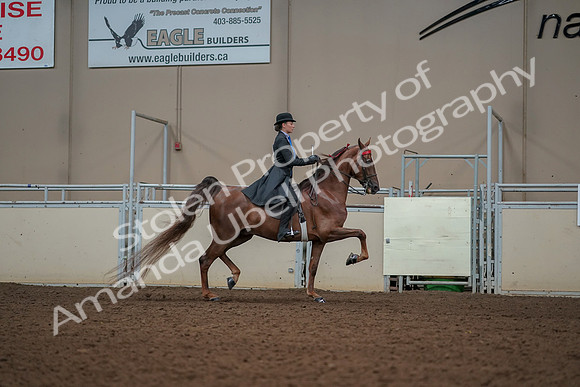 2019 Morgan Horse Show - Aug 30, 2019 - 25237