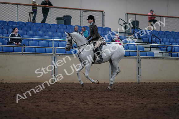 2019 Morgan Horse Show - Sept 01, 2019 - 08702