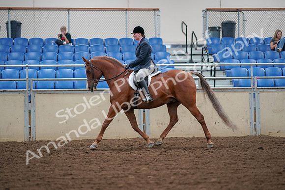 2019 Morgan Horse Show - Aug 30, 2019 - 16197