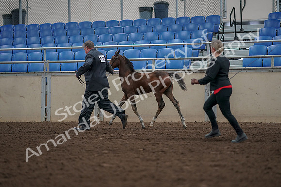 2019 Morgan Horse Show - Aug 31, 2019 - 00426