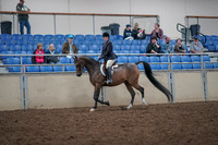 2019 Morgan Horse Show - Aug 31, 2019 - 15850