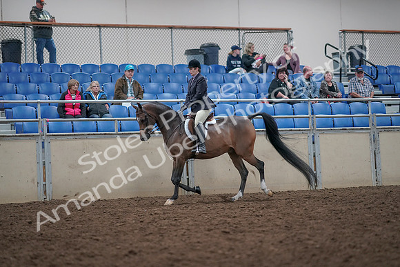 2019 Morgan Horse Show - Aug 31, 2019 - 15850