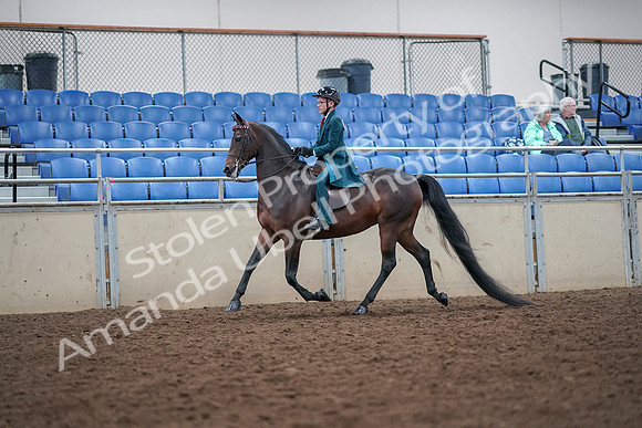 2019 Morgan Horse Show - Aug 30, 2019 - 17891