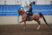 2019 Morgan Horse Show - Sept 01, 2019 - 11894