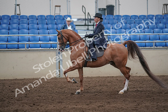 2019 Morgan Horse Show - Sept 01, 2019 - 11894