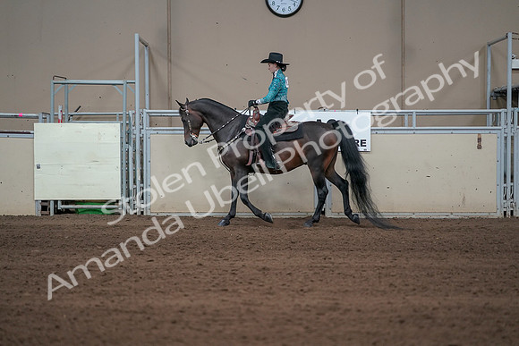 2019 Morgan Horse Show - Sept 01, 2019 - 06926