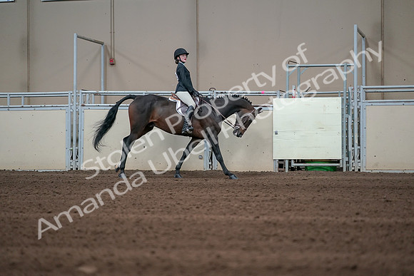 2019 Morgan Horse Show - Sept 01, 2019 - 03910