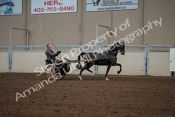 2019 Morgan Horse Show - Aug 30, 2019 - 13373