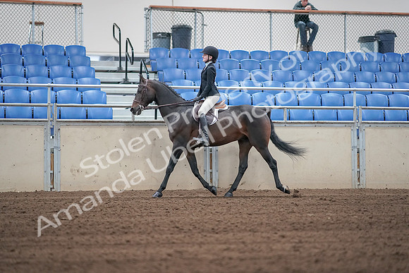 2019 Morgan Horse Show - Sept 01, 2019 - 03658