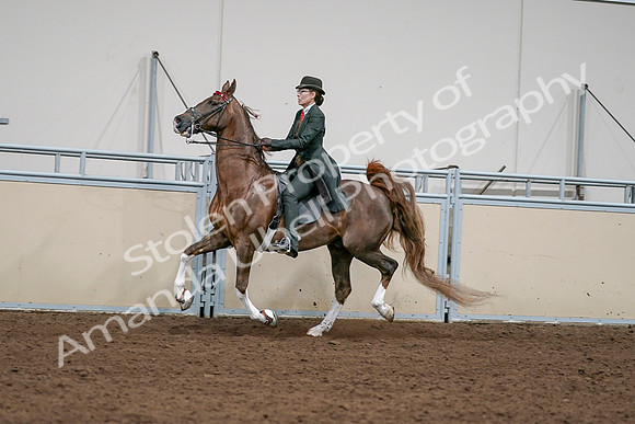 2020 - AB Morgan Horse - Sat, Sept 05 - 13044