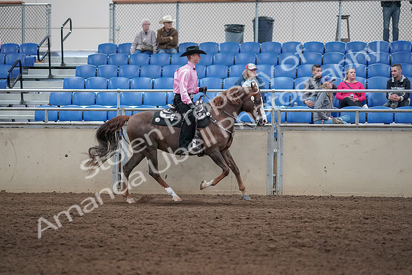 2019 Morgan Horse Show - Sept 01, 2019 - 07055