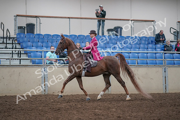 2019 Morgan Horse Show - Aug 31, 2019 - 08527