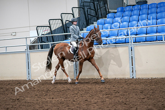 2020 - AB Morgan Horse - Fri, Sept 04 - 03098