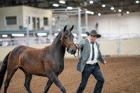 2020 - AB Morgan Horse - Sat, Sept 05 - 00136