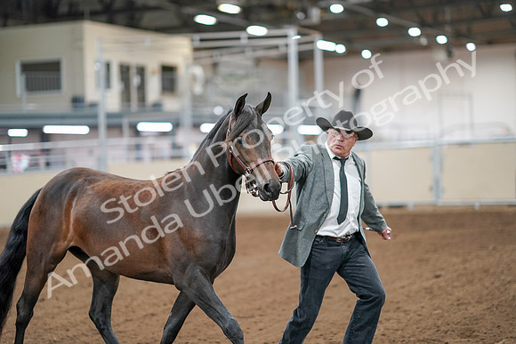 2020 - AB Morgan Horse - Sat, Sept 05 - 00136