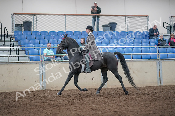 2019 Morgan Horse Show - Aug 31, 2019 - 08508