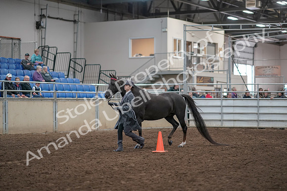 2019 Morgan Horse Show - Aug 31, 2019 - 02097